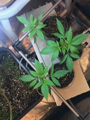 MAQUIxKUSH Cro+2 Flo+6