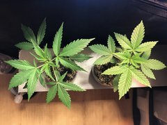 MAQUIxKUSH Cro+2 Flo+11