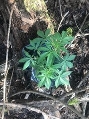 MAQUIxKUSH Flo+25