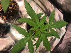 Gram