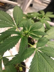 MAQUIxKUSH Flo+20