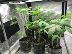 MAQUIxKUSH run