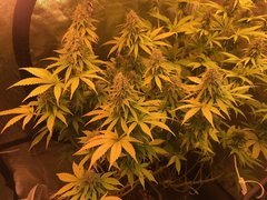 PAF CFL200W 2100K Cro+49 Flo+50 hybride.