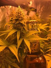 PAF CFL200W 2100K Cro+49 Flo+50 hybride bud.