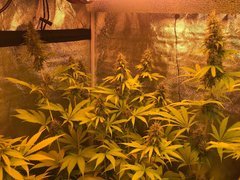 POUF CFL200W 2100K Cro+46 Flo+53 dominance sativa.