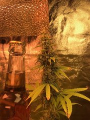 POUF CFL200W 2100K Cro+46 Flo+53 dominance sativa bud.