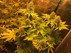 PIF 50WminiQB LED 3000K Cro+49 Flo+50 dominance indica.