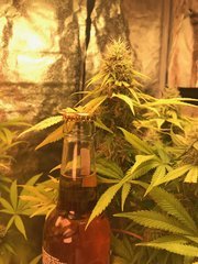 PIF 50WminiQB LED 3000K Cro+49 Flo+50 dominance indica bud.