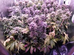 IMG_20200302_212126.jpg