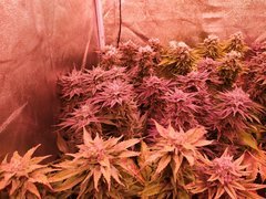 IMG_20200302_212142.jpg