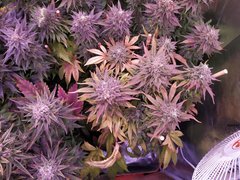 IMG_20200302_212155.jpg