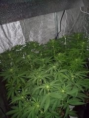 Crop post stretch