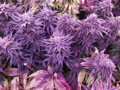 IMG_20200315_155354.jpg