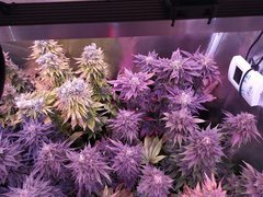 IMG_20200315_155406.jpg