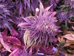 IMG_20200315_155452.jpg