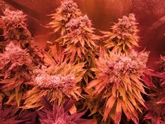 IMG_20200315_155458.jpg