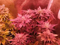 IMG_20200315_155500.jpg
