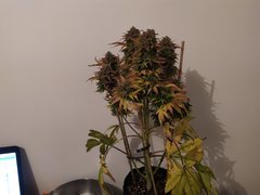 IMG_20200315_160520.jpg