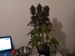 IMG_20200315_171202.jpg