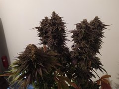 IMG_20200315_171208.jpg