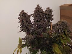 IMG_20200315_171214.jpg