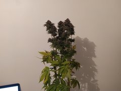 IMG_20200315_175104.jpg