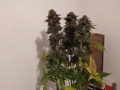 IMG_20200315_175123.jpg