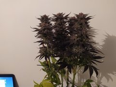IMG_20200315_182937.jpg