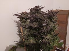 IMG_20200315_190249.jpg