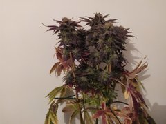 IMG_20200315_193222.jpg