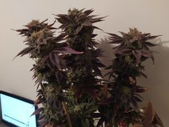 IMG_20200315_193227.jpg