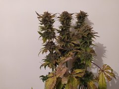 IMG_20200315_195947.jpg