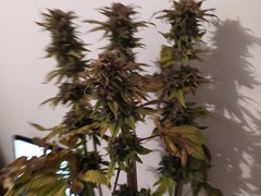 IMG_20200315_195951.jpg