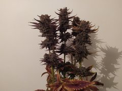 IMG_20200315_203532.jpg