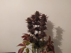 IMG_20200315_203552.jpg
