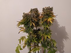 IMG_20200315_212522.jpg
