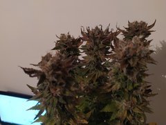 IMG_20200315_220049.jpg
