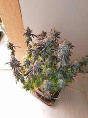 IMG_20200318_214435.jpg