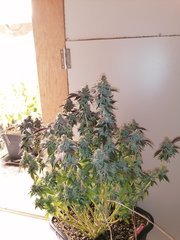 IMG_20200318_214441.jpg
