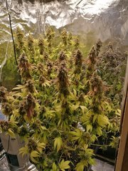IMG_20200318_221748.jpg