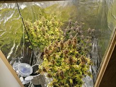 IMG_20200318_221752.jpg