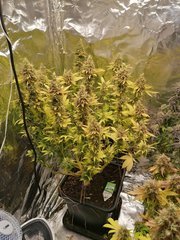 IMG_20200318_221822.jpg