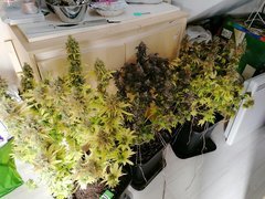 IMG_20200320_014558.jpg