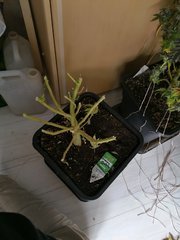 IMG_20200320_021021.jpg