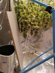 IMG_20200320_021057.jpg