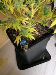 IMG_20200320_022310.jpg