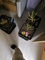 IMG_20200320_025416.jpg