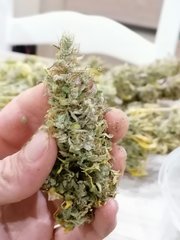 Gelato