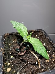 IMG_20200326_203028.jpg