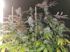 IMG_20200327_192858.jpg